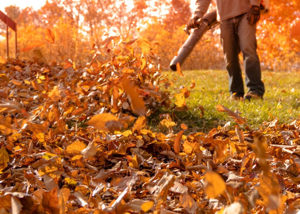 Lawn Care & Landscaping Services Seasonal Leaf Cleanup Kleenearby Lawn Services Miami Dade Florida 1024x731