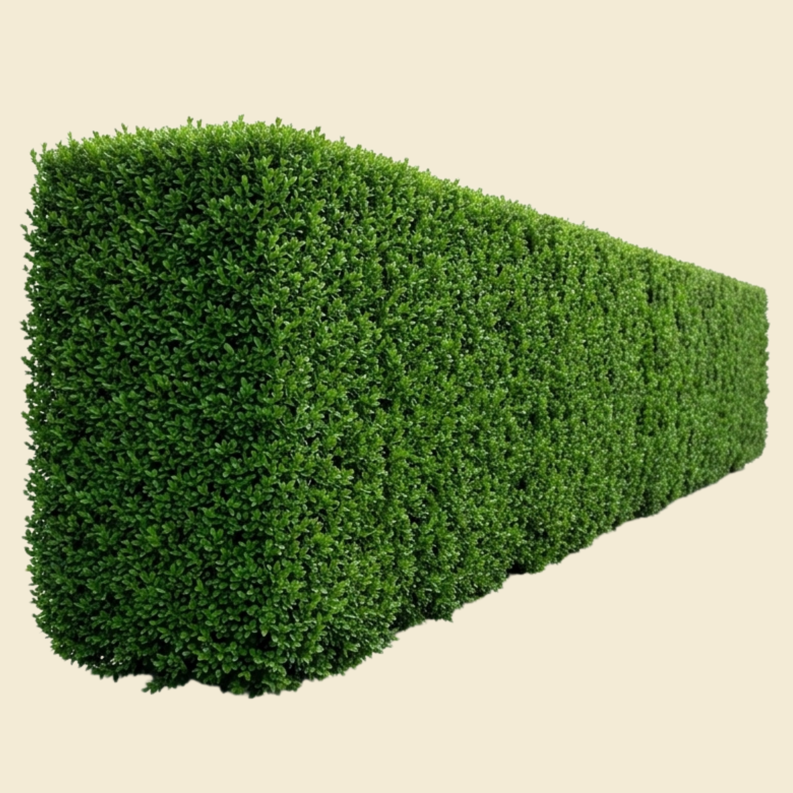 Landscaping privacy 3d